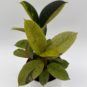 Variegated Zamioculcas 'Chameleon ZZ'