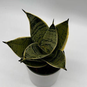 Sansevieria Hahnii 'Silver Star'