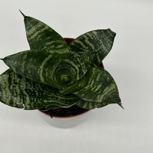 Sansevieria Hahnii ‘Forest Star’
