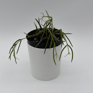 Hoya Linearis