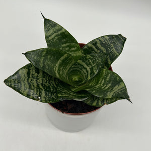 Sansevieria Hahnii ‘Forest Star’