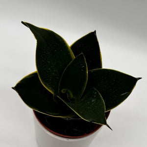 Sansevieria Hahnii ‘Black Star’