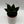 Sansevieria Hahnii ‘Black Star’