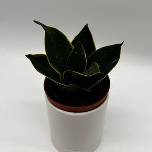 Sansevieria Hahnii ‘Black Star’