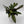 Calathea Lancifolia