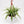 Chlorophytum Comosum (Spider Plant)