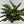 Calathea Lancifolia