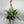 Chlorophytum Comosum (Spider Plant)
