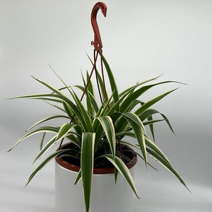 Chlorophytum Comosum (Spider Plant)