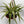 Chlorophytum Comosum (Spider Plant)