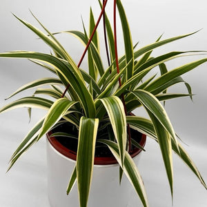 Chlorophytum Comosum (Spider Plant)
