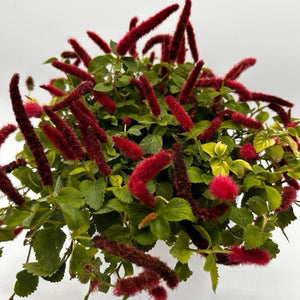 Acalypha Hispida ‘Copperleaf’