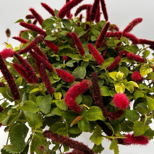 Acalypha Hispida ‘Copperleaf’