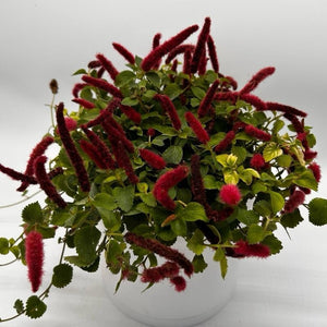 Acalypha Hispida ‘Copperleaf’
