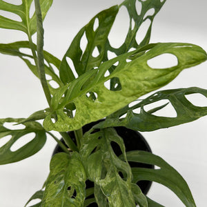 Variegated Monstera Adansonii