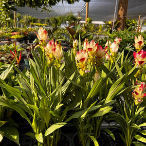 Pink Siam Tulip