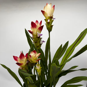 Pink Siam Tulip