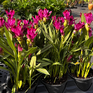Ruby Siam Tulip