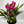 Ruby Siam Tulip