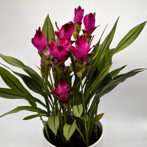 Ruby Siam Tulip