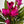 Ruby Siam Tulip