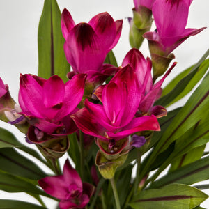 Ruby Siam Tulip