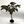 Voodoo Lily (Amorphophallus Sauromatum)