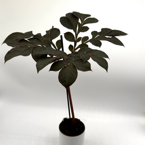 Voodoo Lily (Amorphophallus Sauromatum)