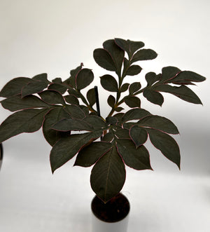 Voodoo Lily (Amorphophallus Sauromatum)