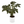 Voodoo Lily (Amorphophallus Sauromatum)