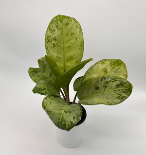 Aglaonema ‘Seafoam Woody’