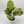 Aglaonema ‘Seafoam Woody’