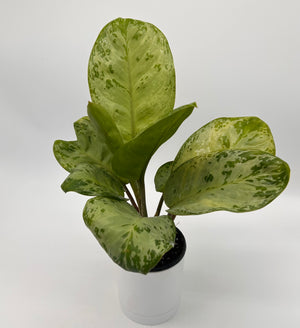 Aglaonema ‘Seafoam Woody’