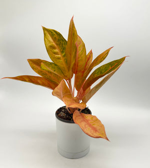 Aglaonema ‘Mulan’