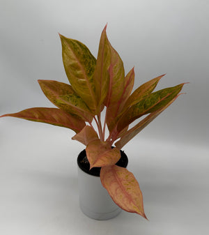Aglaonema ‘Mulan’