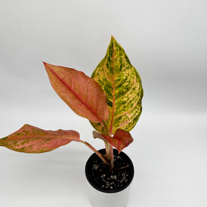 Aglaonema ‘Light of Diamond’