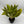Aglaonema Honey Lemon