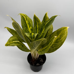Aglaonema Honey Lemon
