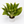 Aglaonema Honey Lemon