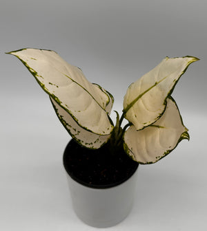 Aglaonema ‘White Snow’
