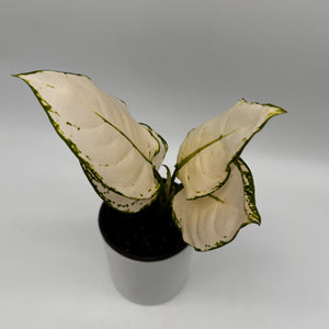 Aglaonema ‘White Snow’
