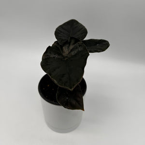 Alocasia Infernalis Kaput