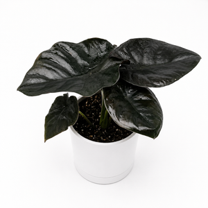 Alocasia Infernalis Kaput