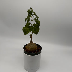 Gerrardanthus Macrorhizus ‘Bigfoot’