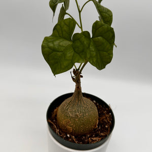 Gerrardanthus Macrorhizus ‘Bigfoot’
