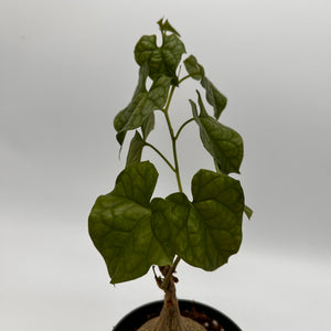 Gerrardanthus Macrorhizus ‘Bigfoot’