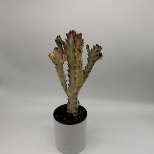 Euphorbia Dragon Bone