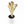 Euphorbia Dragon Bone