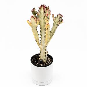 Euphorbia Dragon Bone