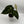 Anthurium Regale